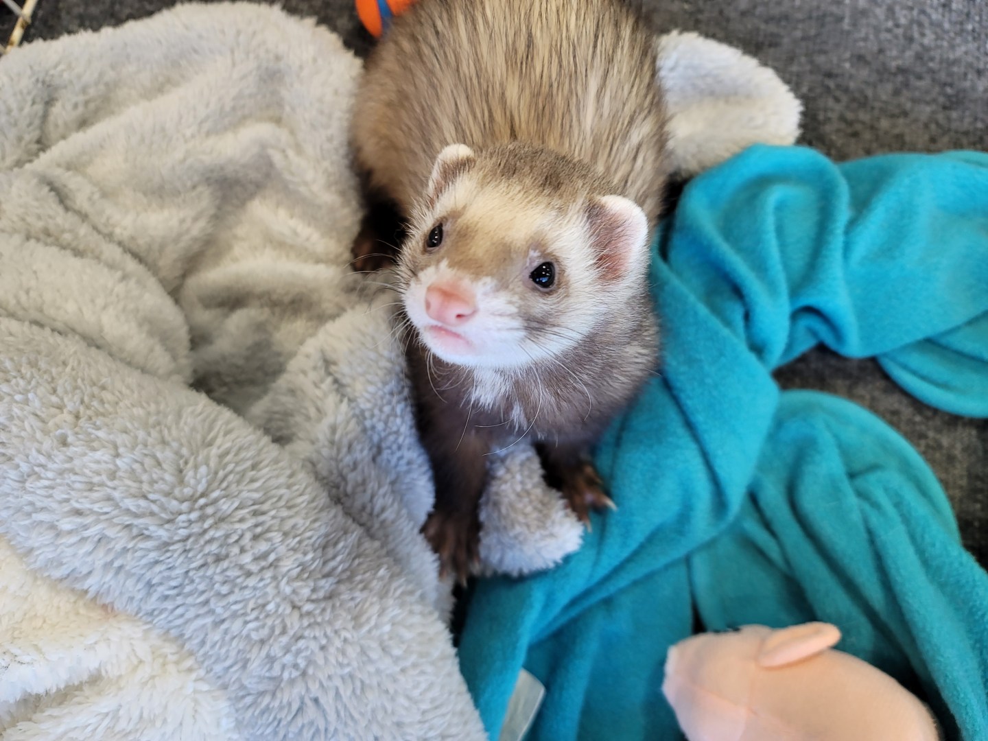 Texas Ferret Lover's Rescue – 501c3 non-profit ferret rescue