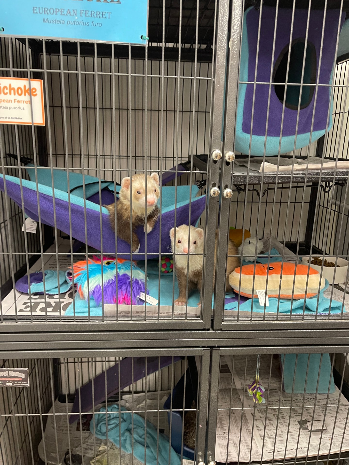 Texas Ferret Lover's Rescue – 501c3 non-profit ferret rescue