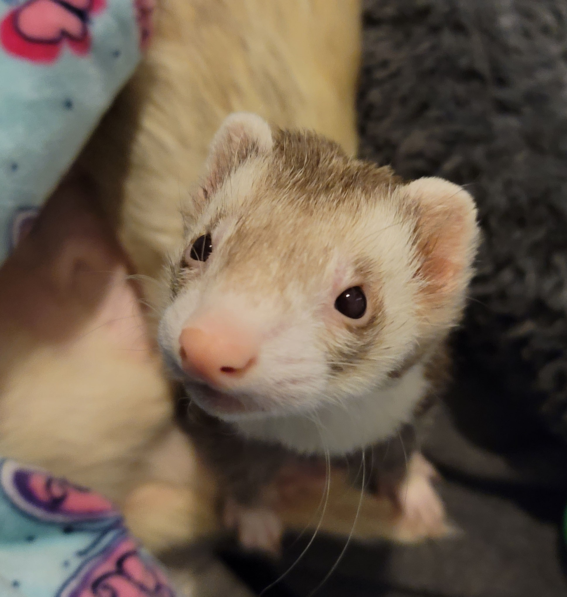 Texas Ferret Lover's Rescue – 501c3 non-profit ferret rescue