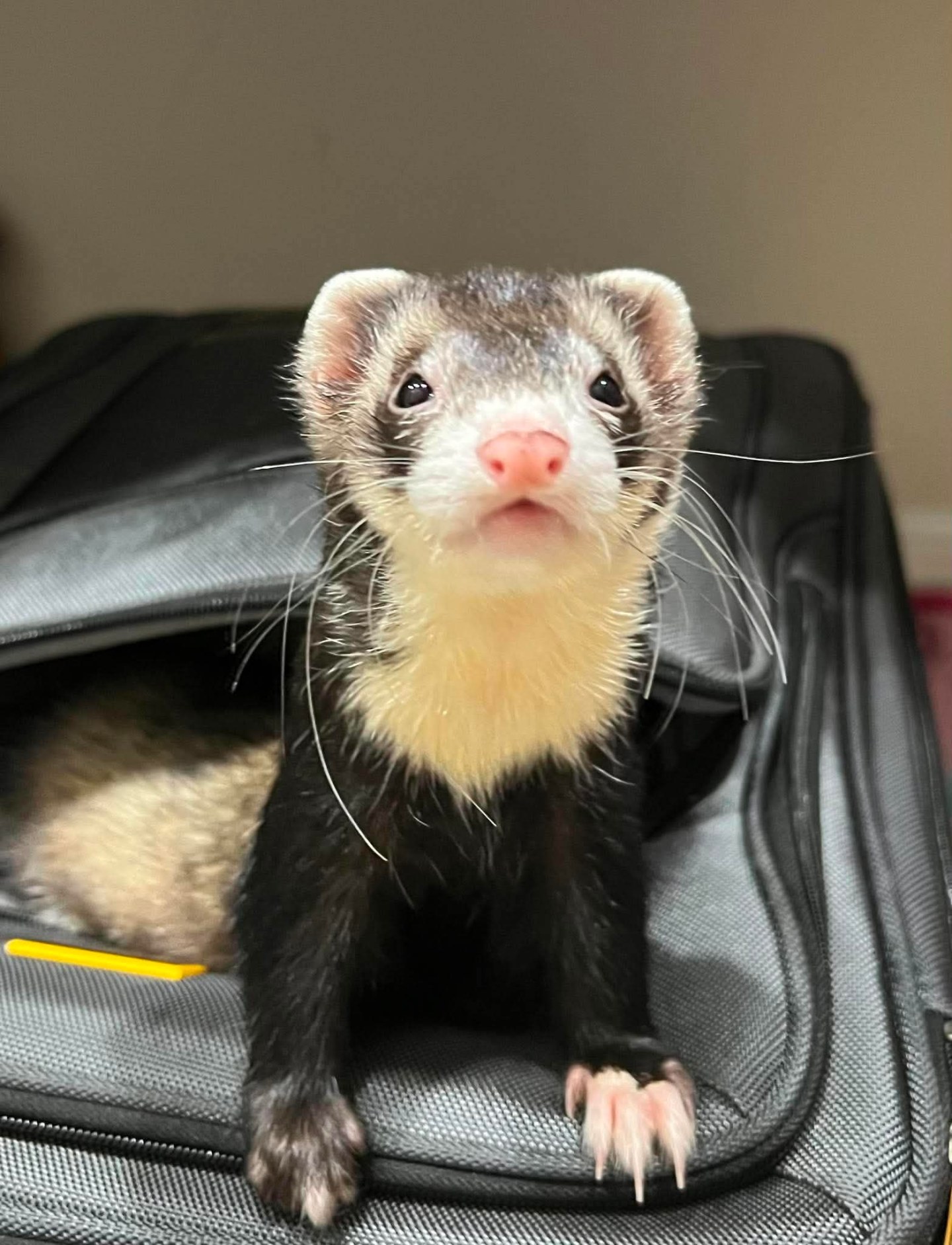 Texas Ferret Lover's Rescue – 501c3 non-profit ferret rescue